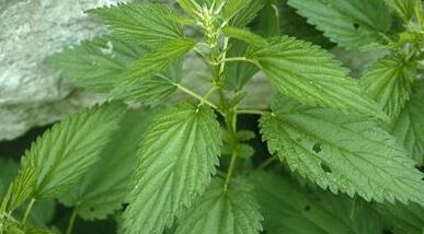 herbal decoctions for the treatment of varicose veins