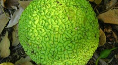 recipes for infusions for the treatment of varicose veins